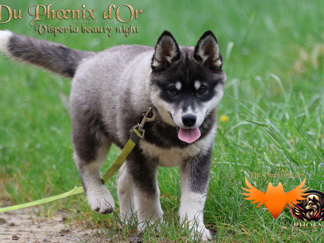 Picture of Visperia - Sky & MOKY (Décembre 2024)