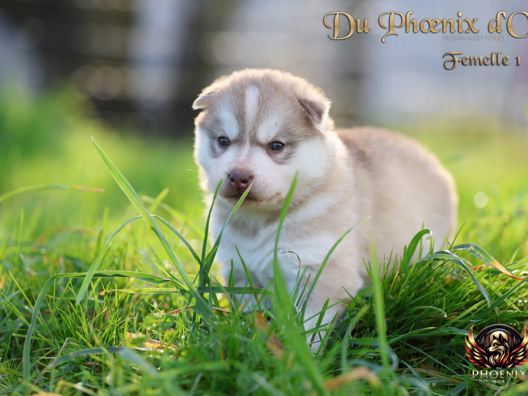 Photo 26 de Femelle 1 - Pandora x Moky (Janvier 2026)