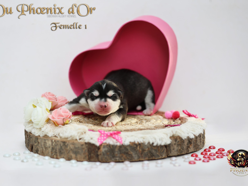 Photo 5 de Femelle 1 - Shana x Unix (Mars 2026)