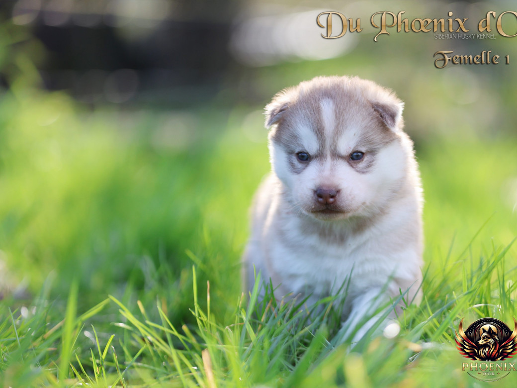 Photo 25 de Femelle 1 - Pandora x Moky (Janvier 2026)