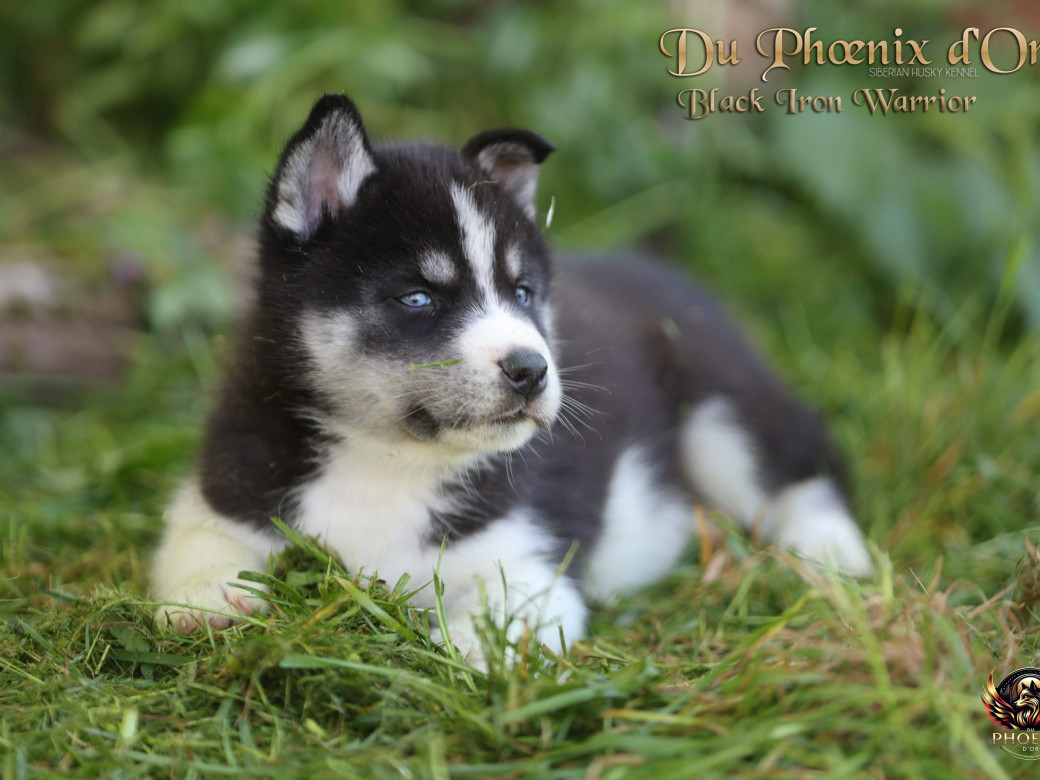 Photo 8 de Mâle 3 - Moon x Ultra (Mars 2026)