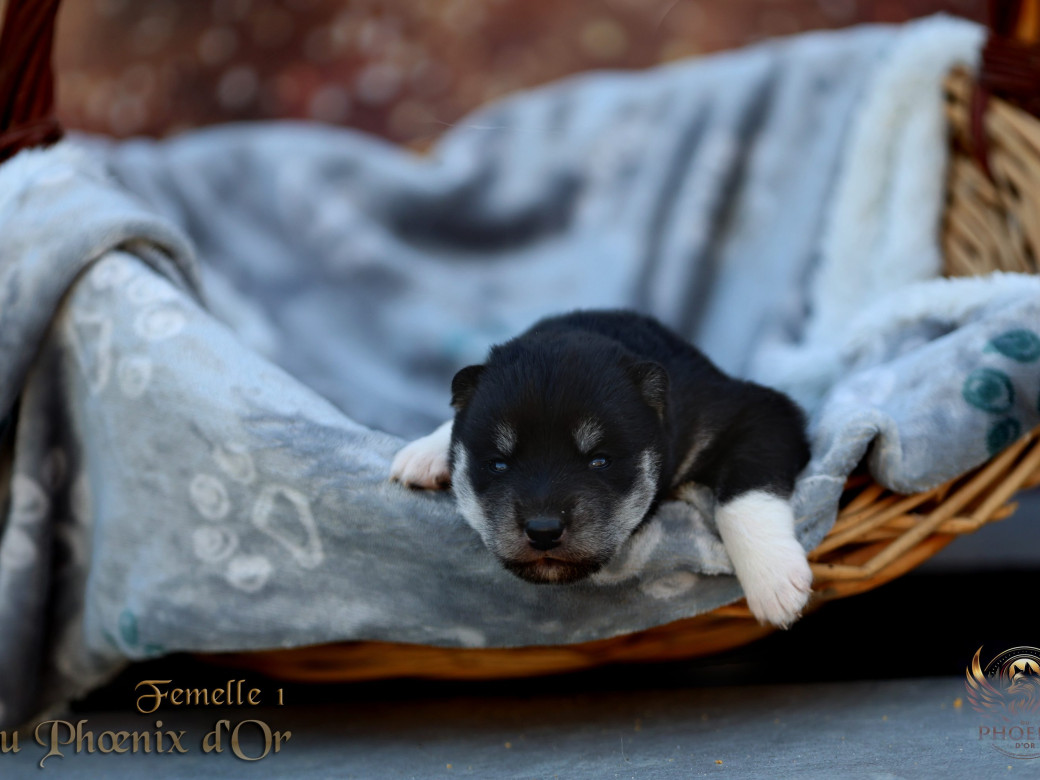 Photo 23 de Femelle 1 - Serena x Ragnar (Février 2026)