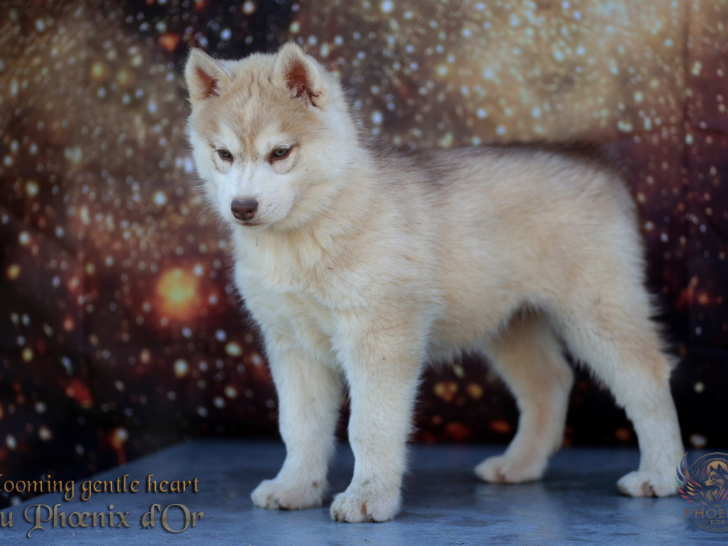 Photo 17 de Femelle 1 - Pandora x Moky (Janvier 2026)