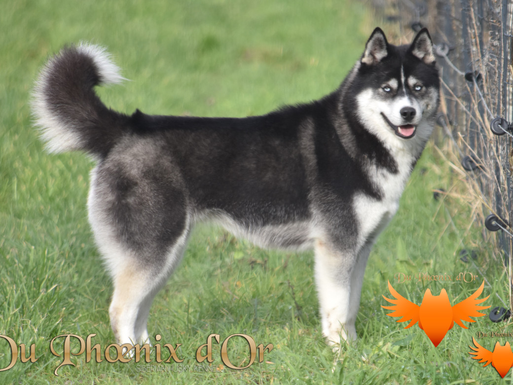 Picture of Uncover black pearl