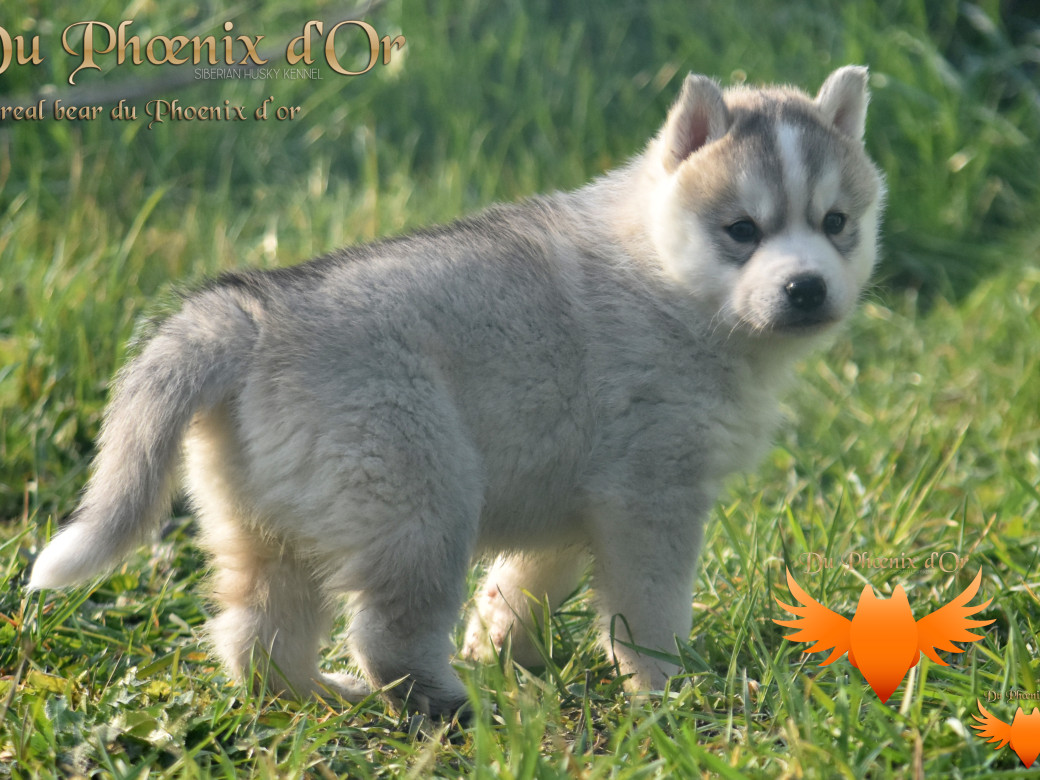 Picture of Unreal Bear