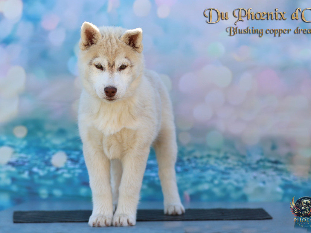 Photo 6 de Femelle 5 - Pandora x Moky (Janvier 2026)