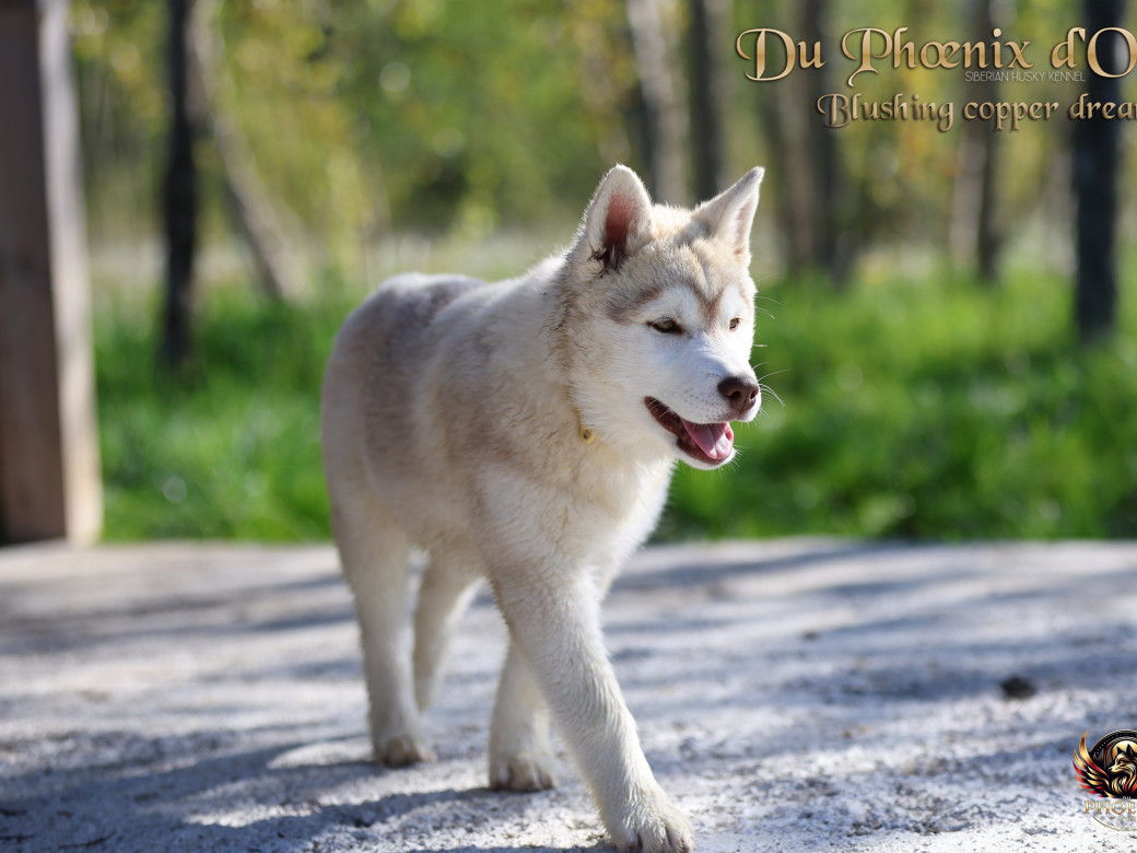 Photo 4 de Femelle 5 - Pandora x Moky (Janvier 2026)