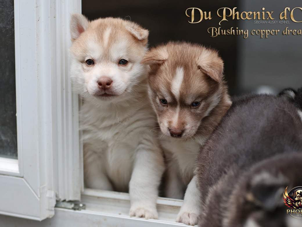 Photo 33 de Femelle 5 - Pandora x Moky (Janvier 2026)