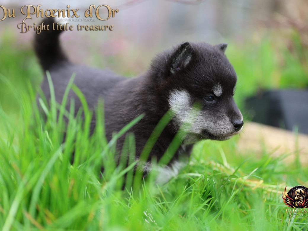 Photo 20 de Femelle 1 - Serena x Ragnar (Février 2026)