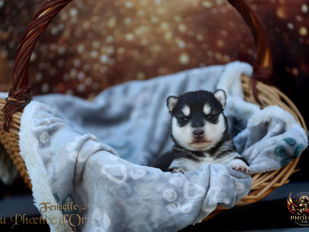 Photo 17 de Femelle 2 - Serena x Ragnar (Février 2026)