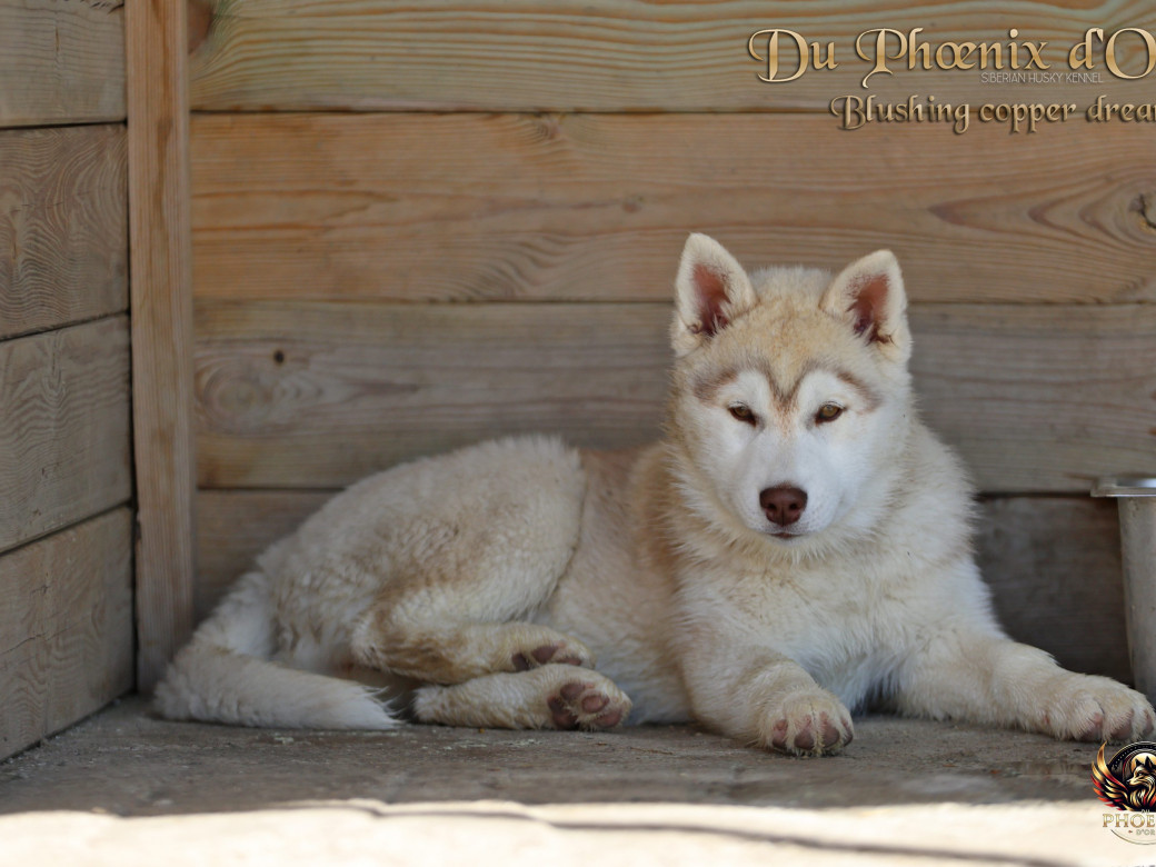 Photo 3 de Femelle 5 - Pandora x Moky (Janvier 2026)