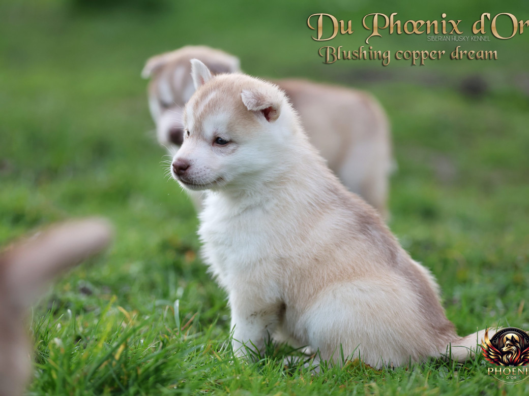 Photo 30 de Femelle 5 - Pandora x Moky (Janvier 2026)