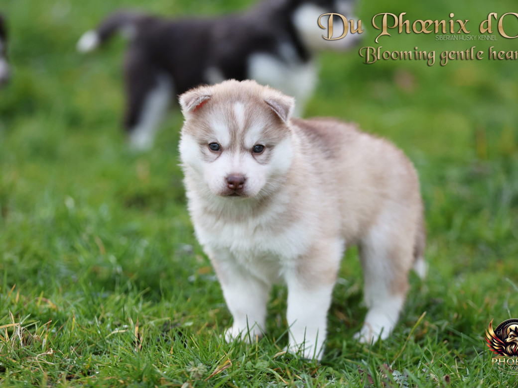 Photo 22 de Femelle 1 - Pandora x Moky (Janvier 2026)