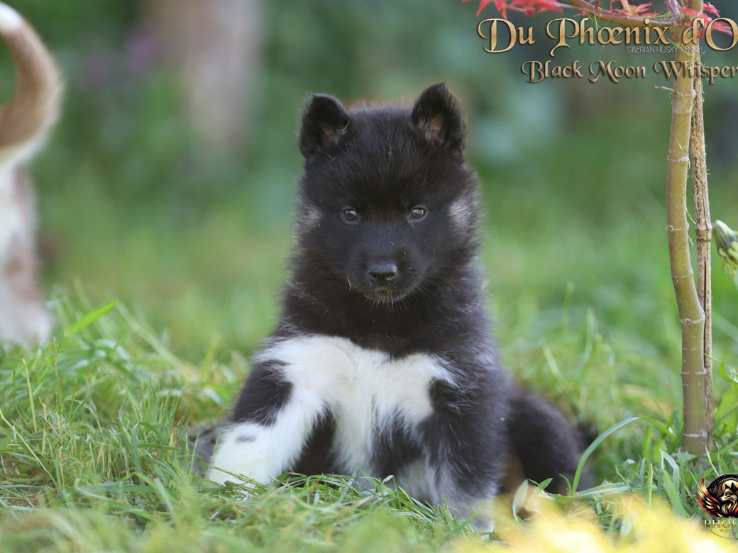 Picture of Femelle 1 - Moon x Ultra (Mars 2026)