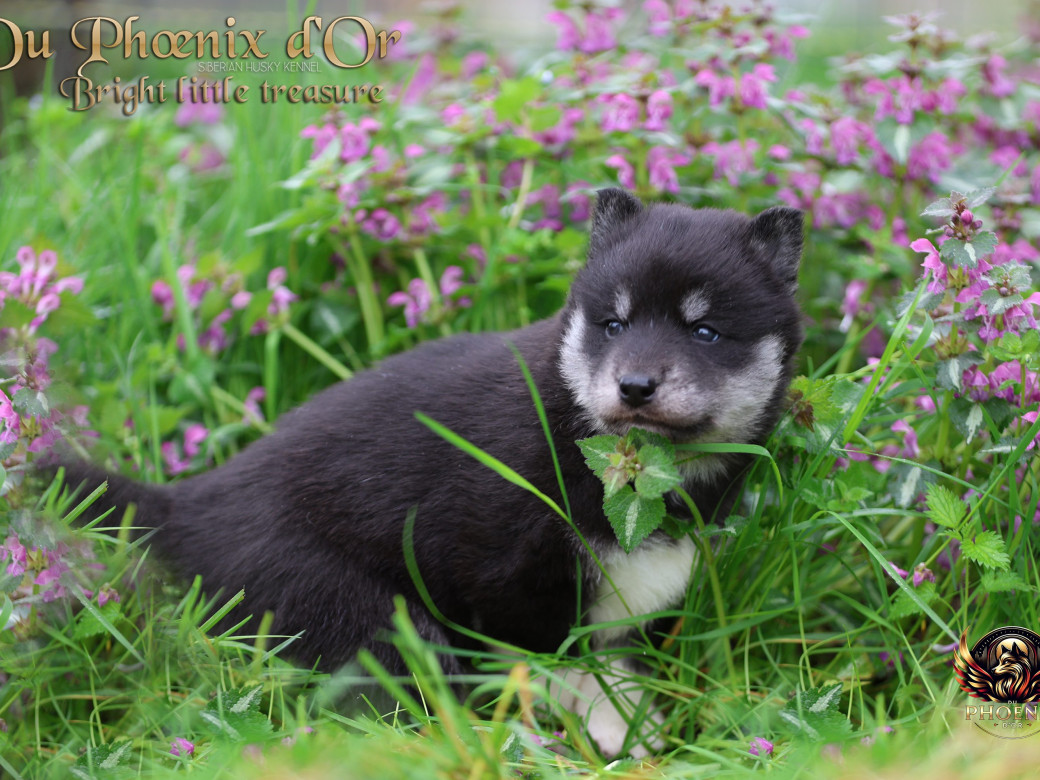 Photo 19 de Femelle 1 - Serena x Ragnar (Février 2026)