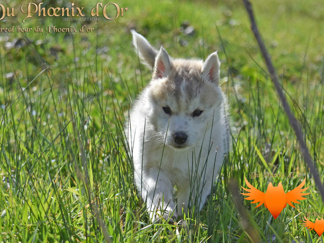 Picture of Unreal Bear