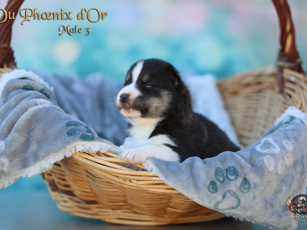 Photo 11 de Mâle 3 - Moon x Ultra (Mars 2026)