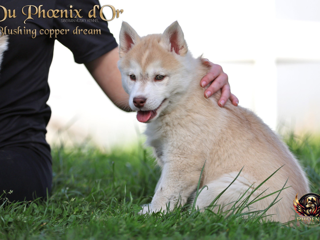 Photo 13 de Femelle 5 - Pandora x Moky (Janvier 2026)