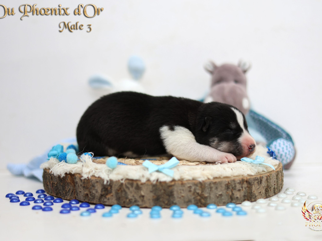 Photo 16 de Mâle 3 - Moon x Ultra (Mars 2026)