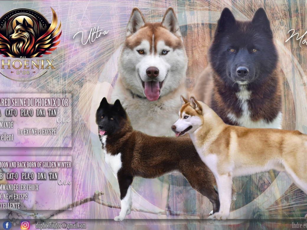 Photo de la portée Portée Moon x Ultra - Mars 2026