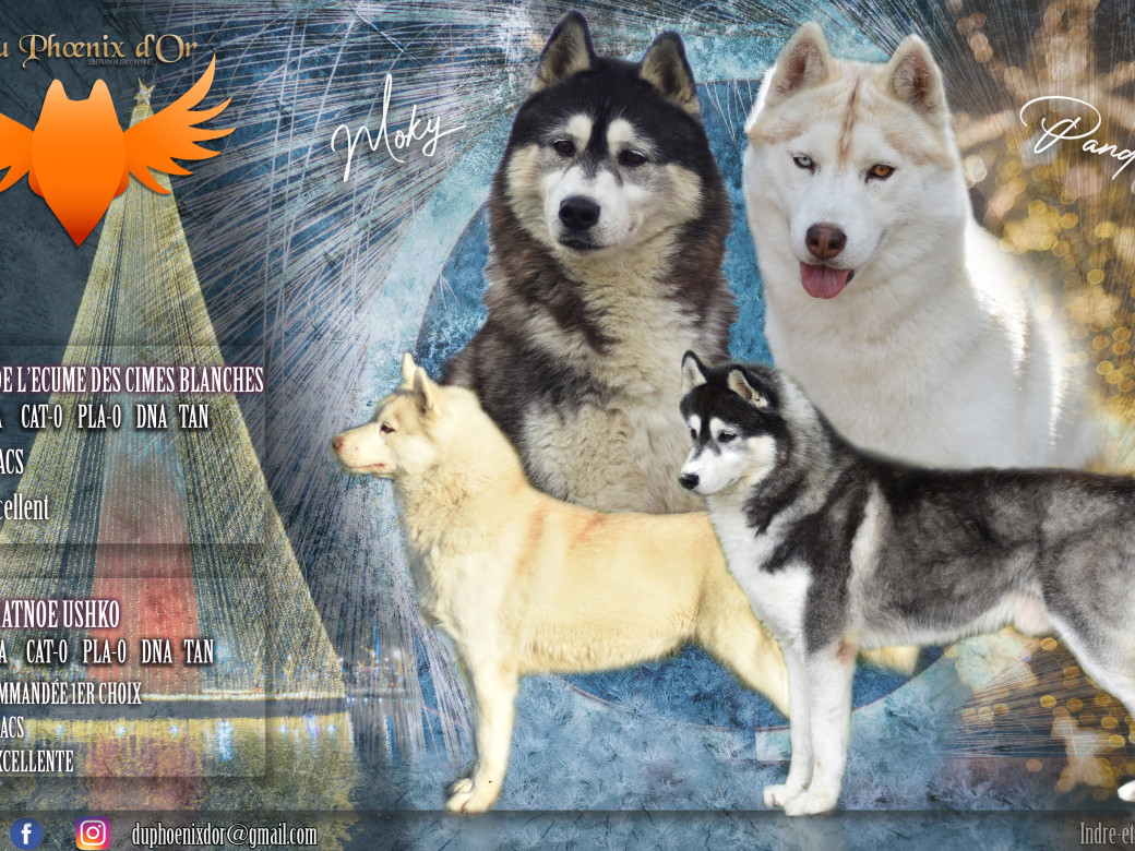 Photo de la portée Portée Moky x Pandora - Janvier 2026