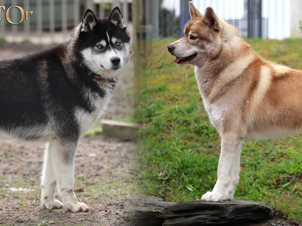 Photo de la portée Portée Unix x Shana - Mars 2026