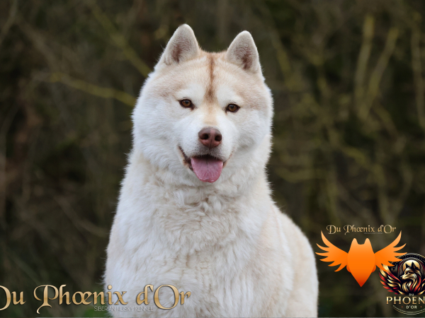 Image de l'animal