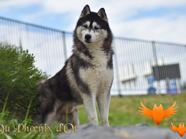 Image de l'animal