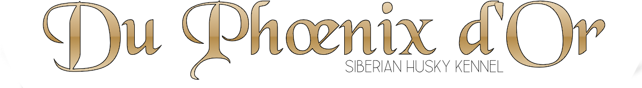 Du Phoenix d'Or